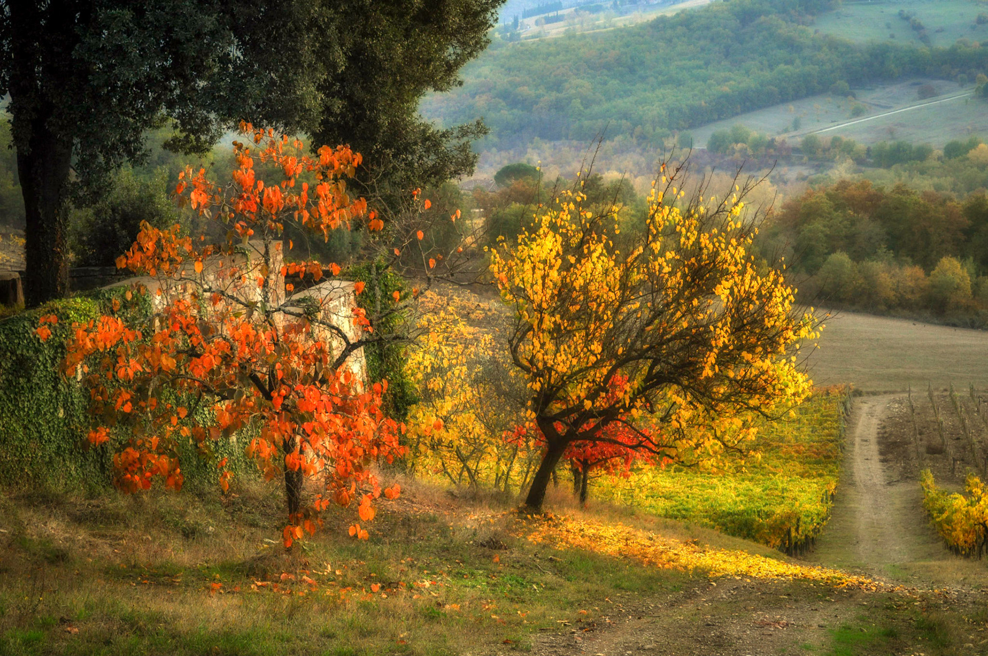 Autumn leaves