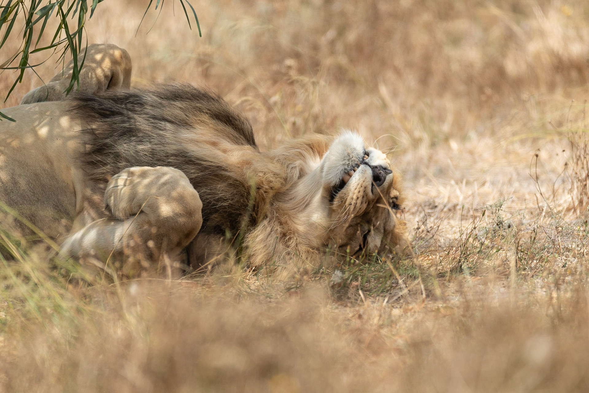 Sleeping Lion