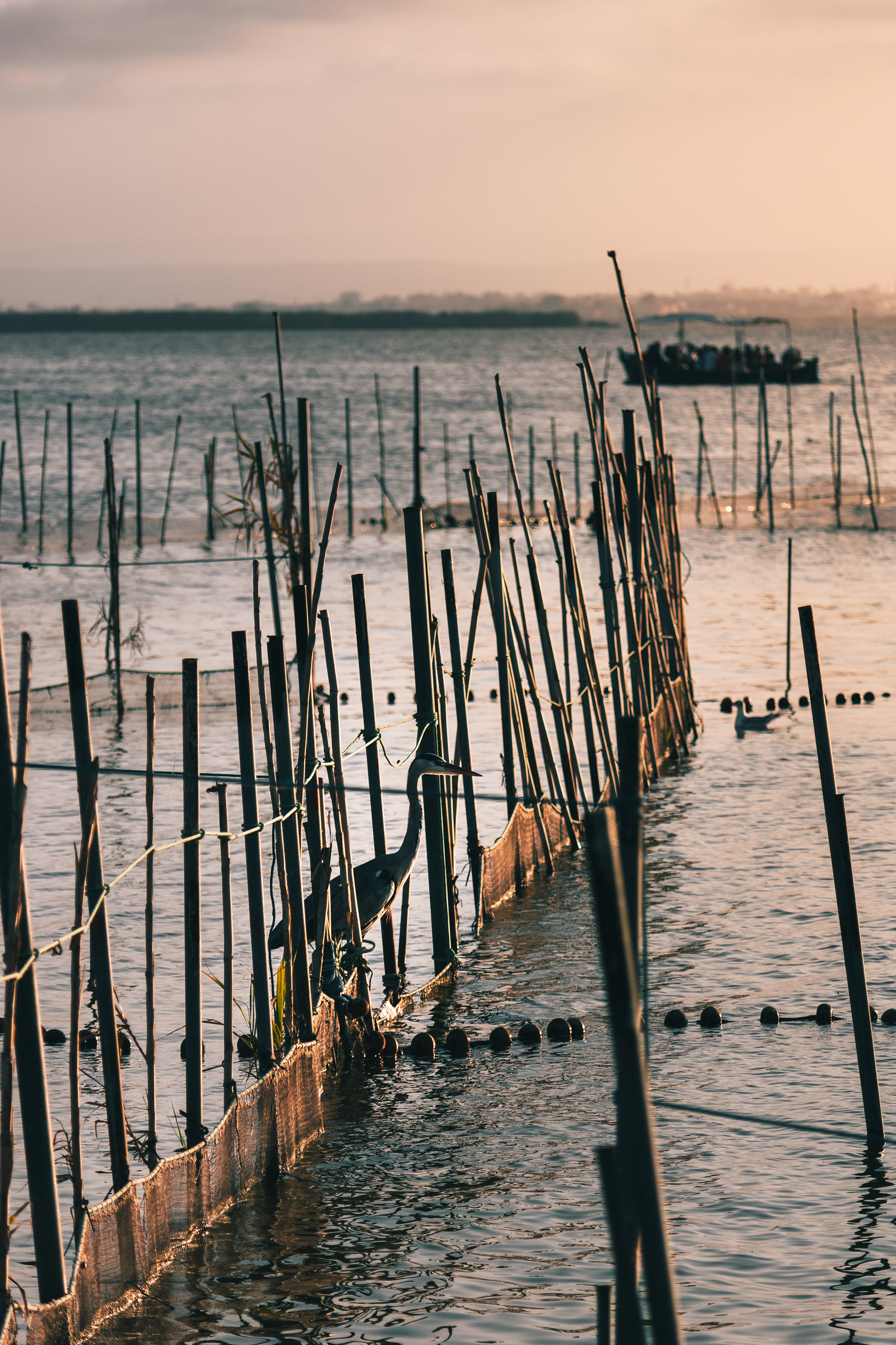 UN DÍA CUALQUIERA EN LA ALBUFERA