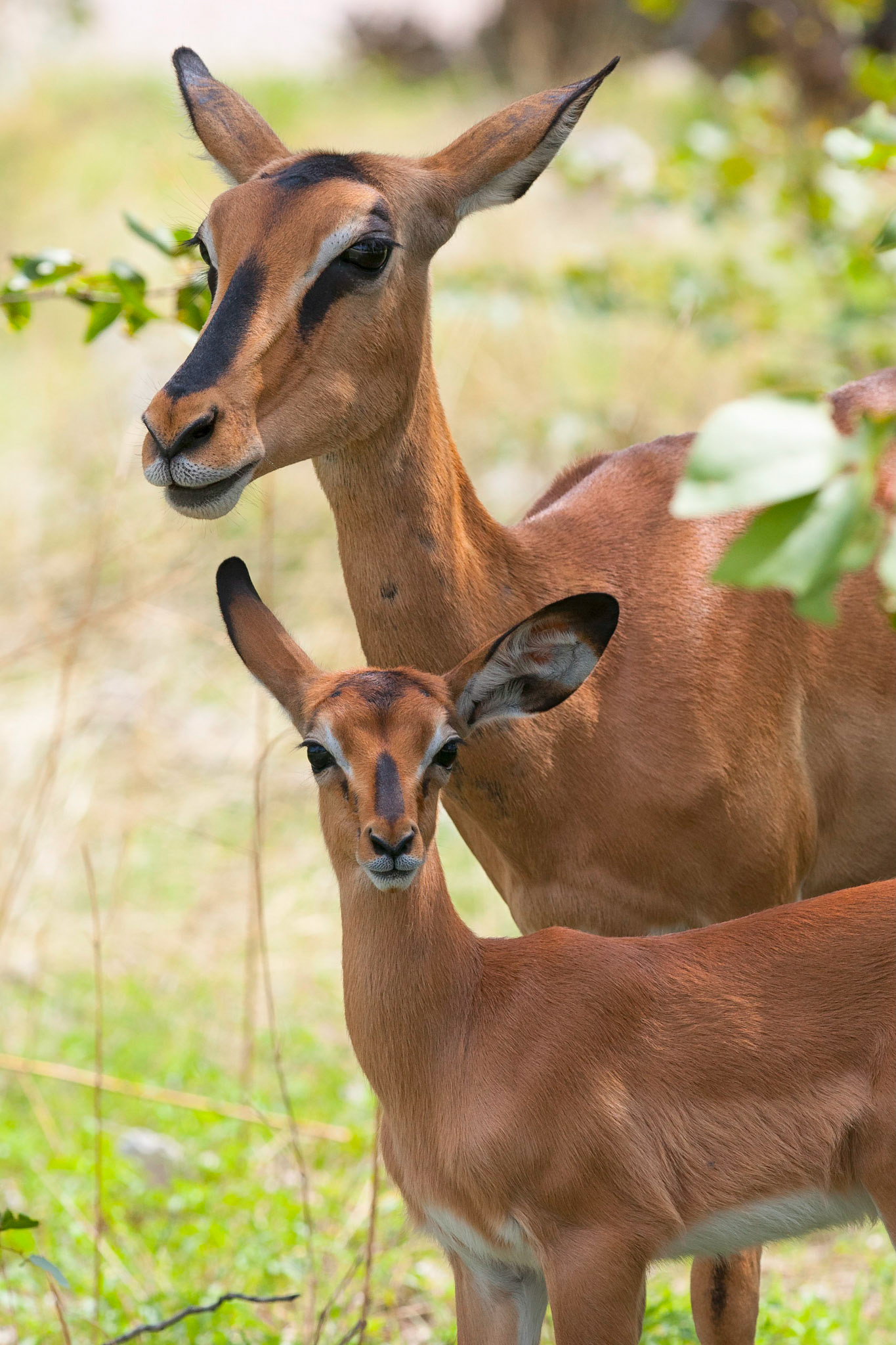 Mother and child impala (Aepyceros melampus)