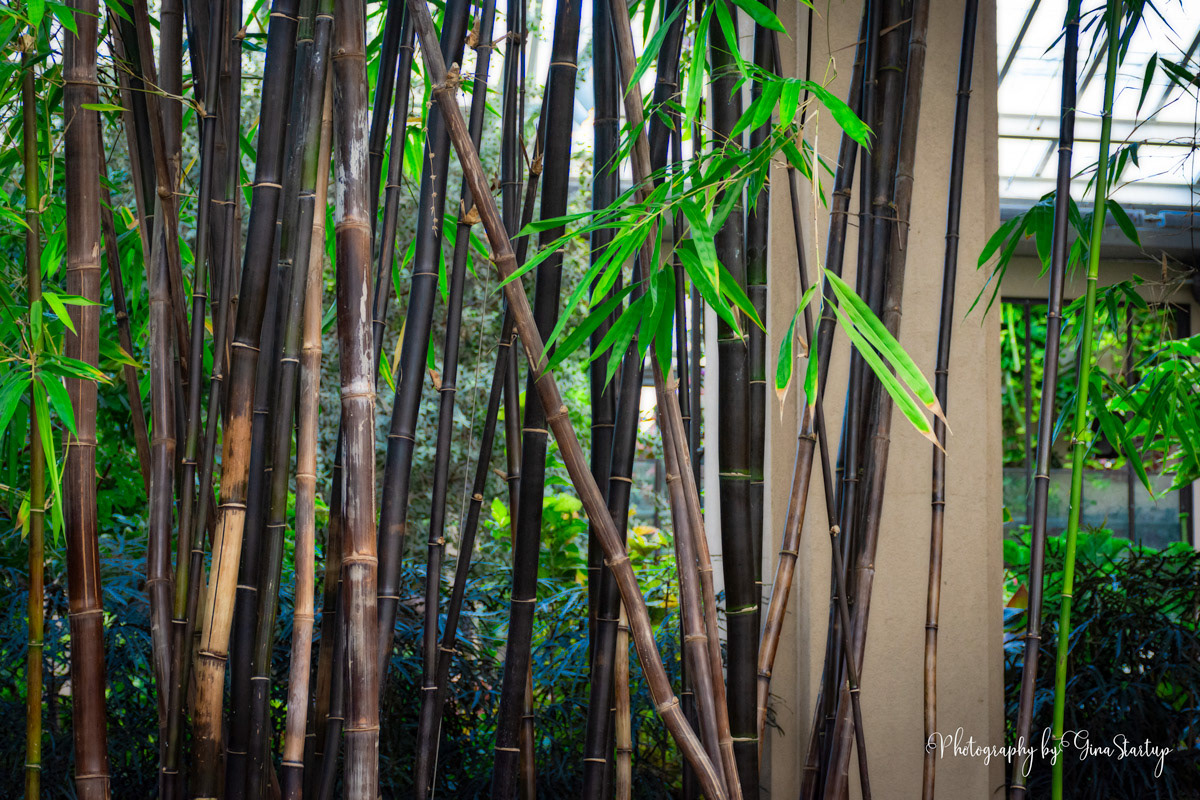 Bamboo Photography by Gina Startup