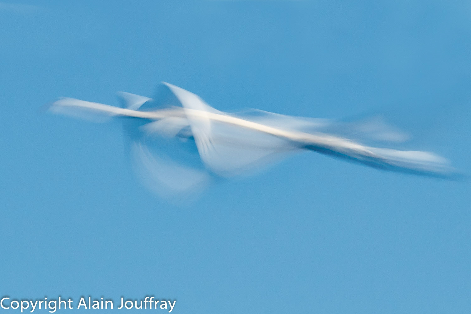 Cygne
