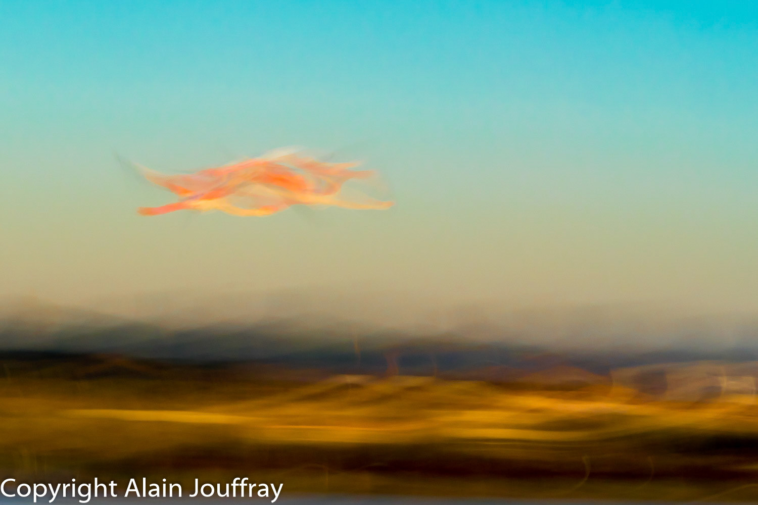 Flamant rose