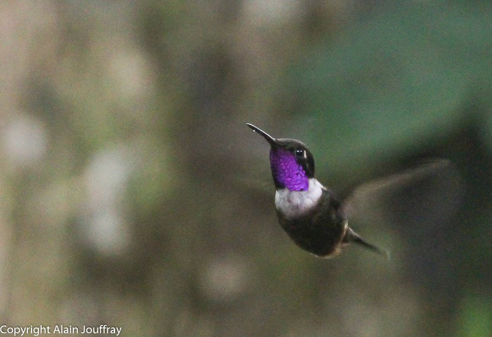 Colibri de Mitchell - Calliphlox mitchellii (Equateur)