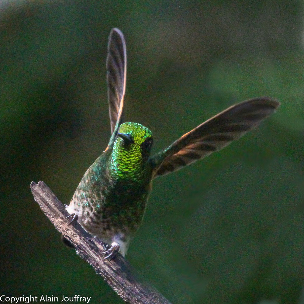 Colibri flavescent - Boissonneaua flavescens (Equateur)
