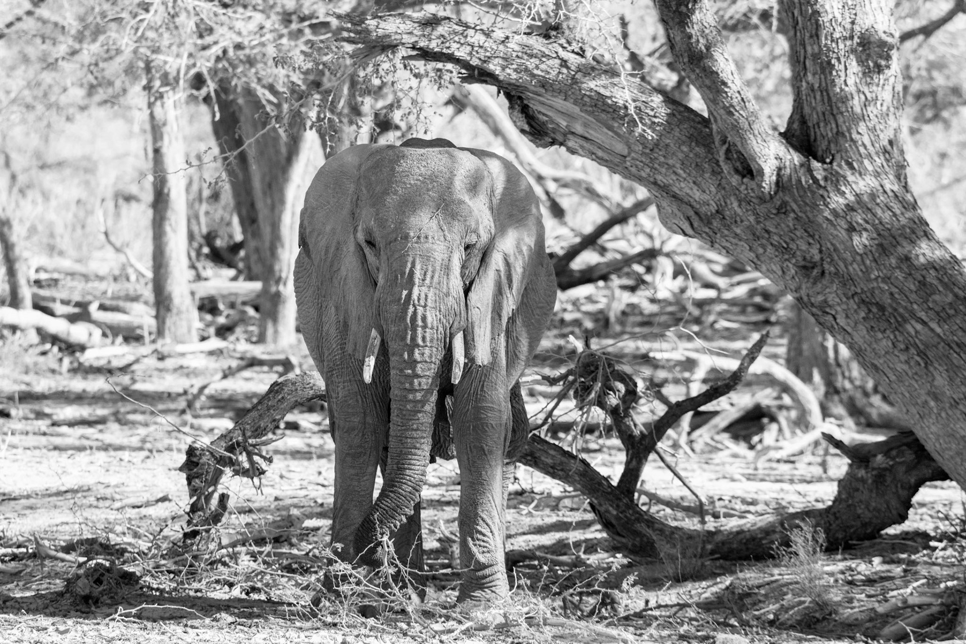 Elephant - Order Code N2D