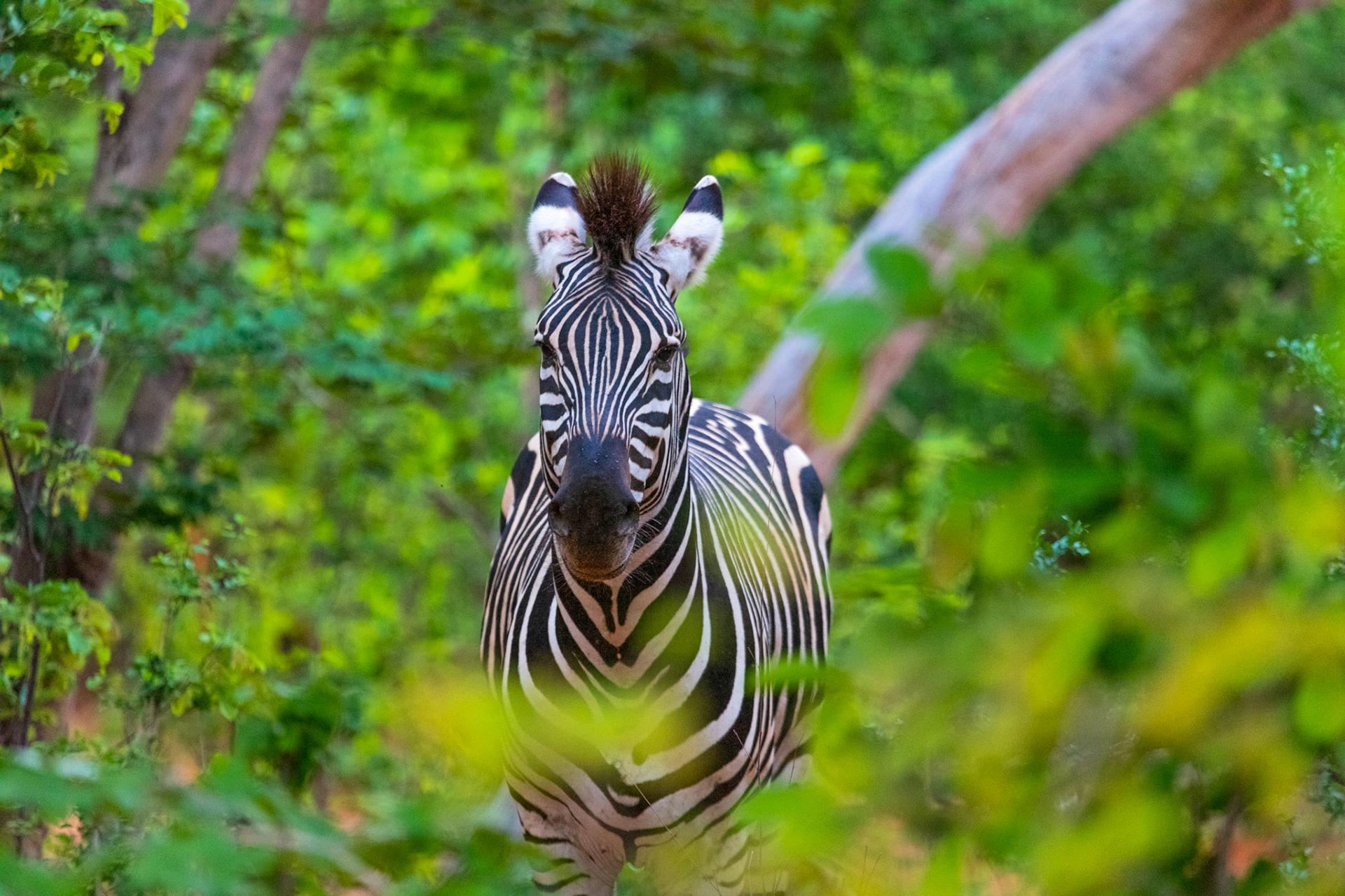 Zebra - Order Code Z1A