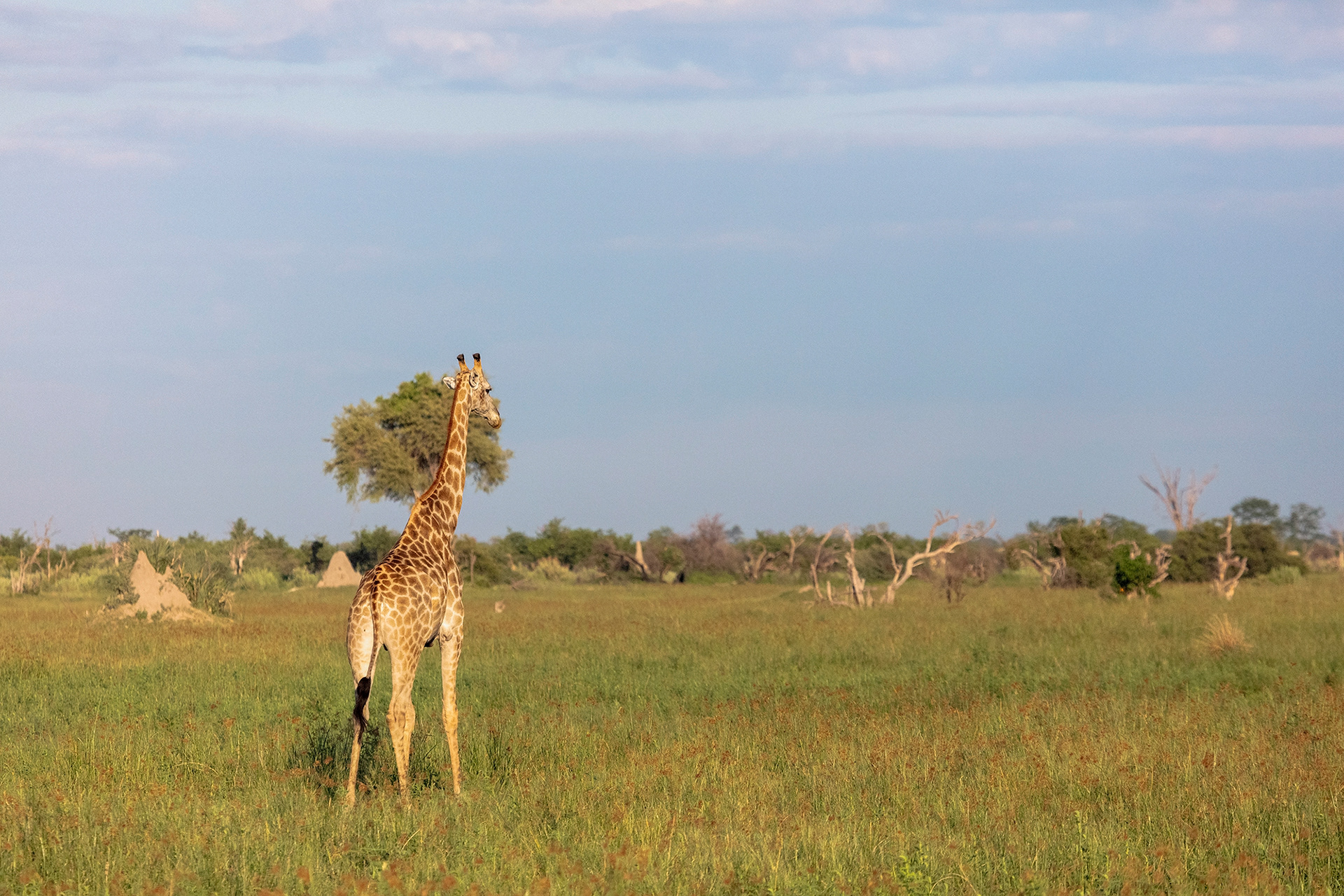 The Okavango Delta