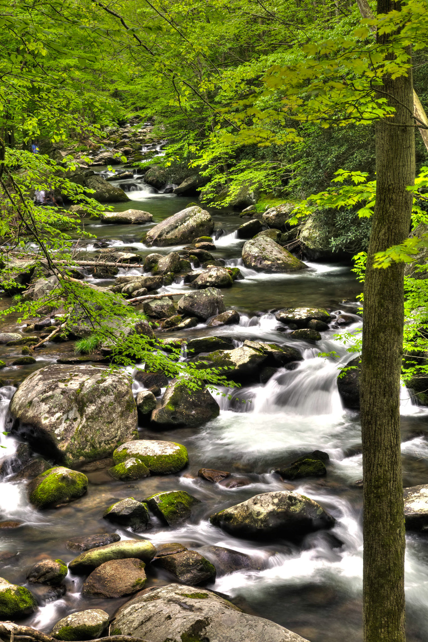 Middle Prong of the Pigeon River in the Great Smoky Mountains National Park