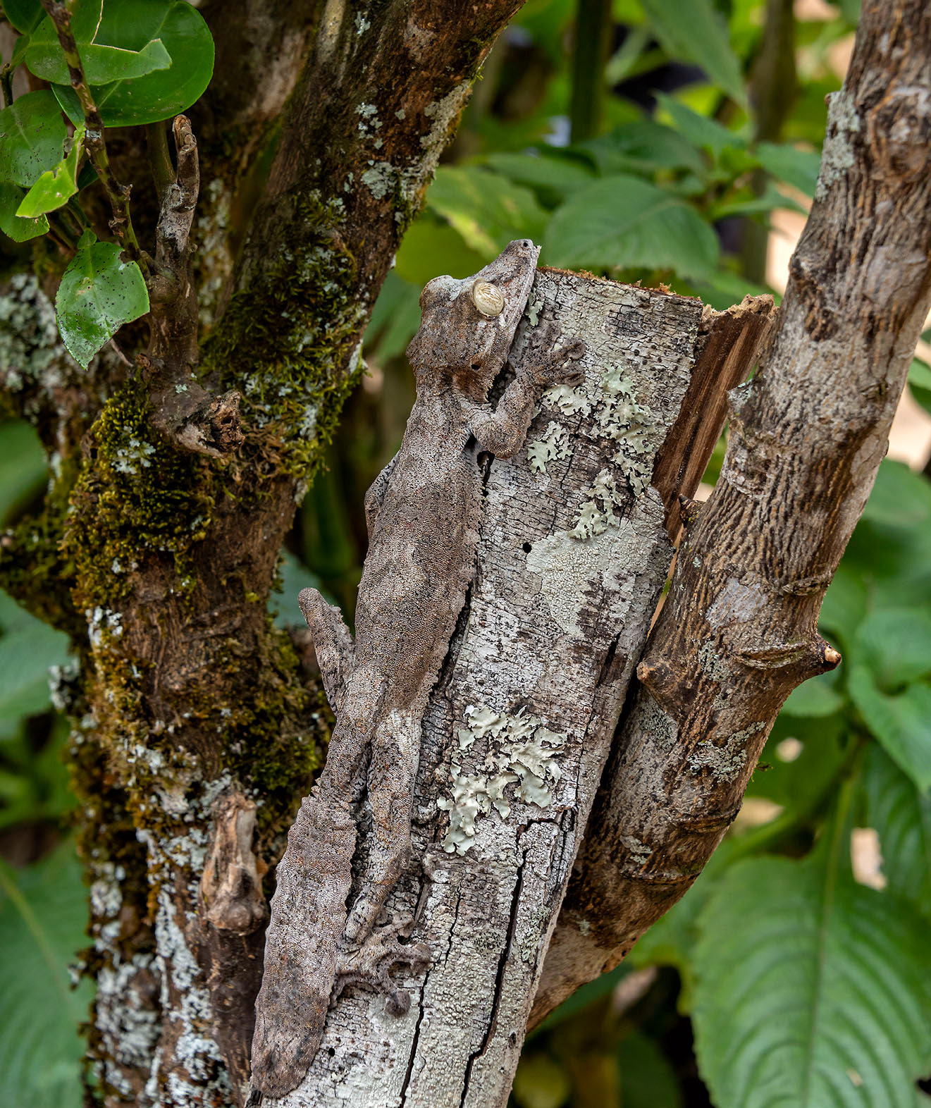 Leaf tailed gecko Madagascar