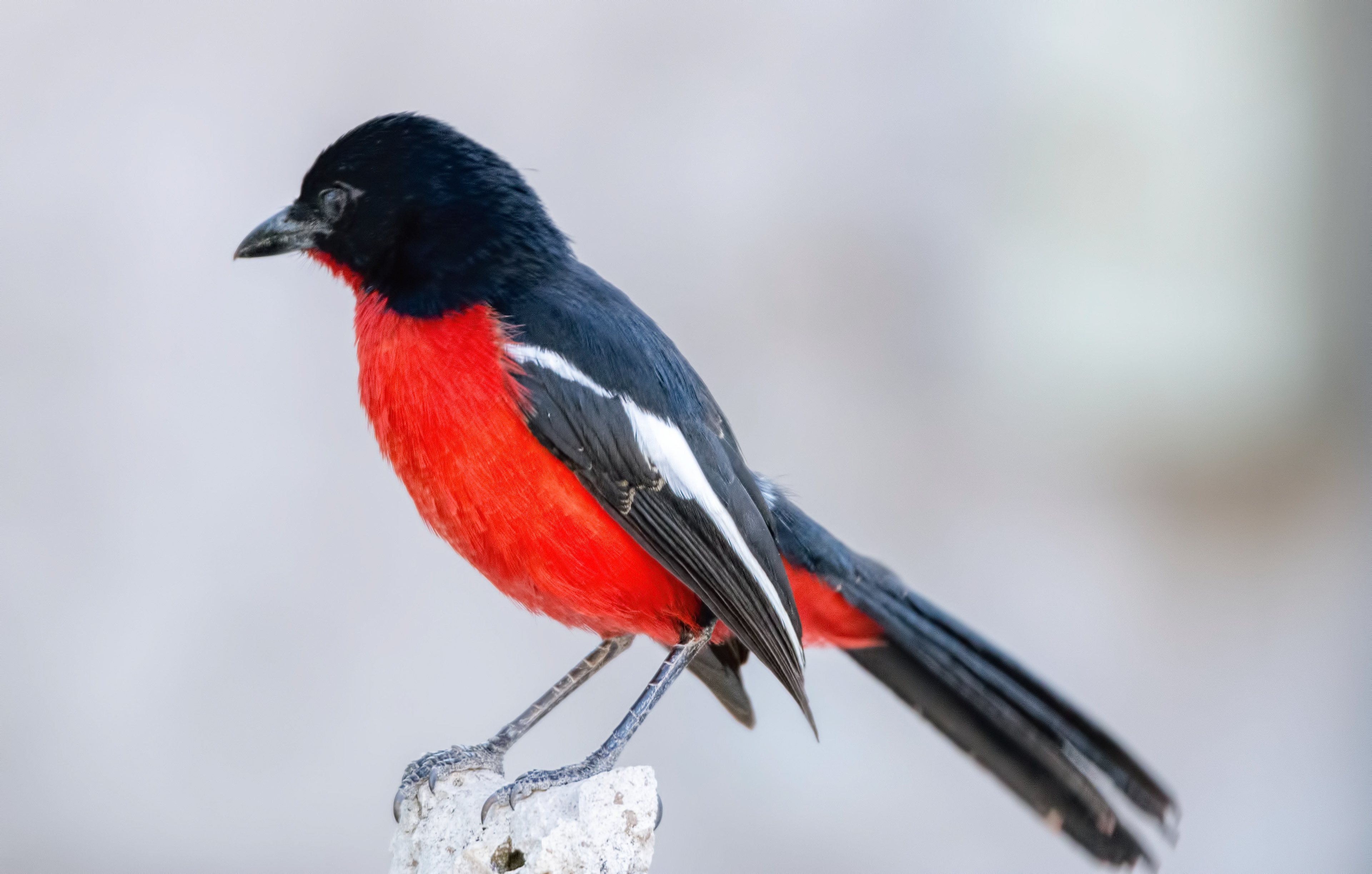 Crimson breasted shrike-Namibia